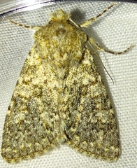 Polymixis flavicincta