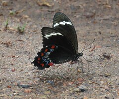 Papilio fuscus