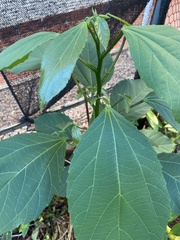 Malvaviscus penduliflorus