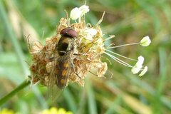 Platycheirus peltatus