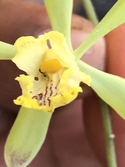 Encyclia