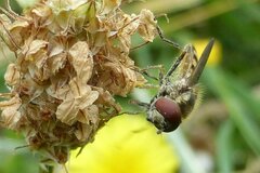 Platycheirus peltatus
