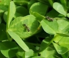 Tetramorium immigrans