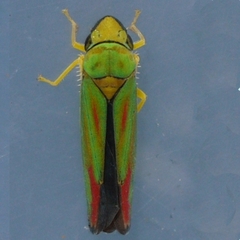 Graphocephala fennahi