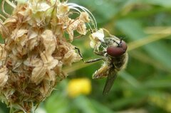 Platycheirus peltatus