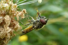 Platycheirus peltatus