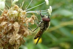 Platycheirus peltatus