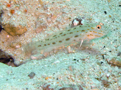 Ctenogobiops crocineus