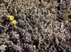 Grusonia