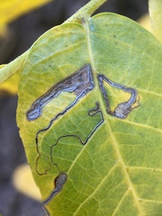 Stigmella longisacca