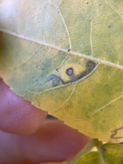 Stigmella longisacca
