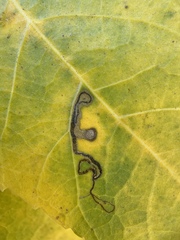 Stigmella longisacca