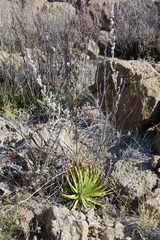 Hechtia texensis