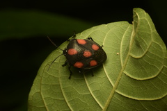 Brachystethus rubromaculatus