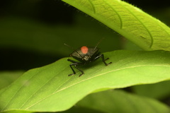 Brachystethus rubromaculatus