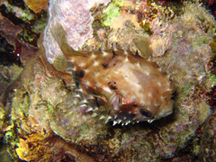 Cyclichthys orbicularis
