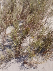 Hoffmannseggia aphylla