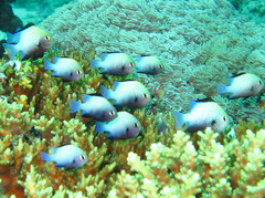 Dascyllus marginatus