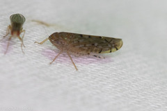 Osbornellus