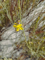 Hoffmannseggia aphylla