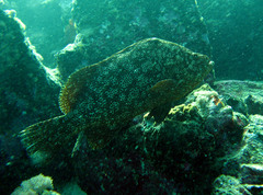 Dermatolepis striolata