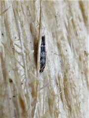 Mompha sturnipennella