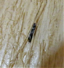 Mompha sturnipennella