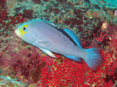 Yellowface Soapfish photo 4