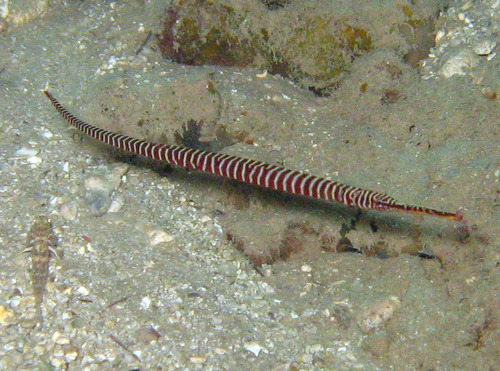 Many-banded pipefish (Dunckerocampus multiannulatus) — Syngnathidae — 5