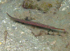 Dunckerocampus multiannulatus