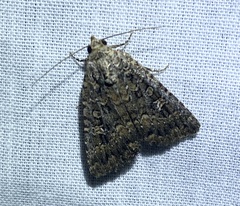 Hypoperigea tonsa