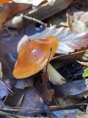 Cortinarius mucosus