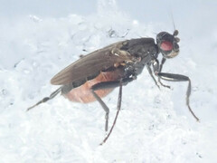 Sphaeroceridae