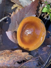 Cortinarius mucosus