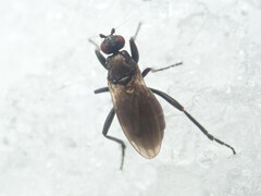 Sphaeroceridae