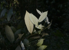 Cryptocarya wightiana