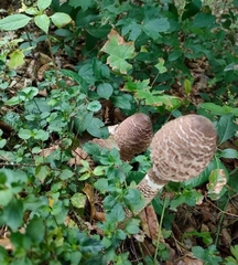 Macrolepiota procera