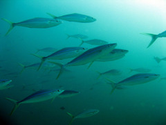 Elagatis bipinnulata