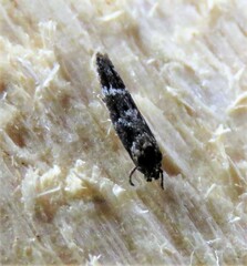Mompha sturnipennella