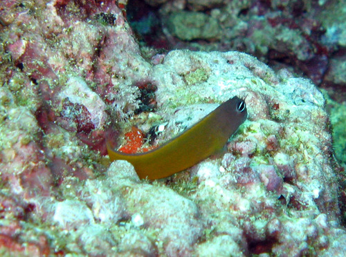 Smoothfin blenny (Ecsenius frontalis) — Blenniidae — 2