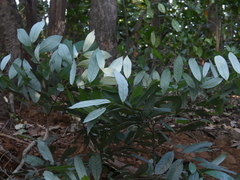 Cryptocarya wightiana