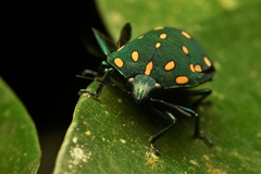 Pachycoris