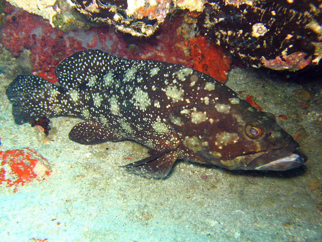 Edgeblack grouper (Epinephelus summana) — Serranidae
