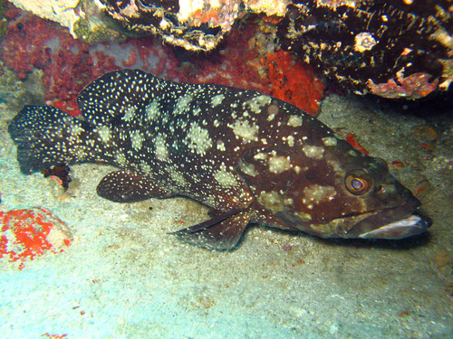 Summan-tandbaars (Epinephelus summana) — Serranidae