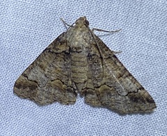 Cryphaea xylina