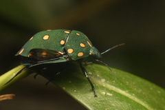 Pachycoris