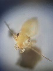 Cimex lectularius