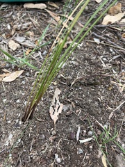 Lomandra juncea