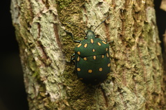 Pachycoris