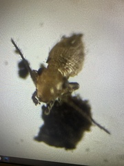 Cimex lectularius